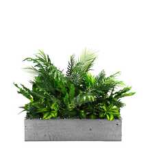 Výplň květináčů pro interiéry - Season surf