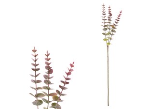 Větev eukalyptusu SG6079