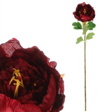 Pivoňka jednokvětá KN6129