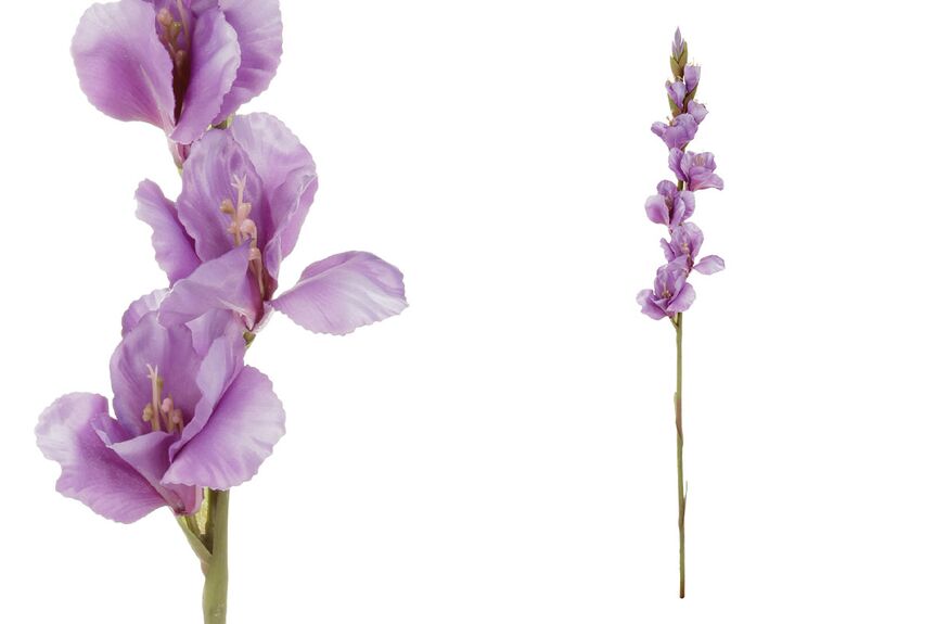 Gladiola KT7300
