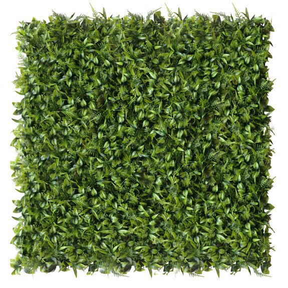 Vertikální zahrada Peperomia