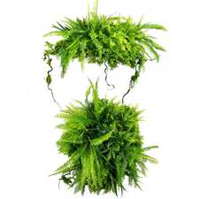 Podhled - FLOATING GARDEN GD514