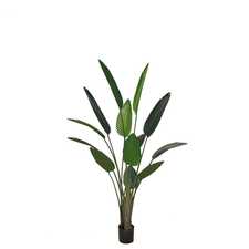 Hrnková rostlina - STERLICJA GD4093