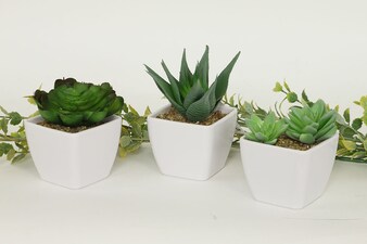 Sukulent v plastovém obalu. NL0066 Květina umělá