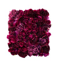 Obraz z růži - American dream