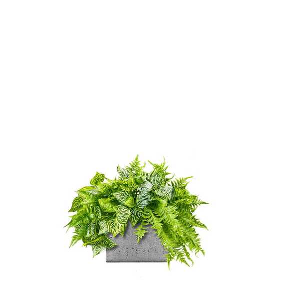 Výplň květináčů pro interiéry - Artic fern