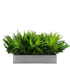 Výplň květináčů pro interiéry - Misty green