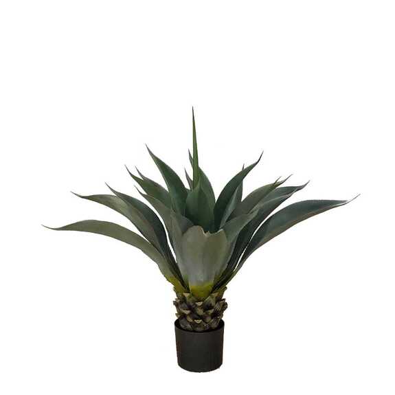 Hrnková rostlina -AGAVE PALMERI GD4051