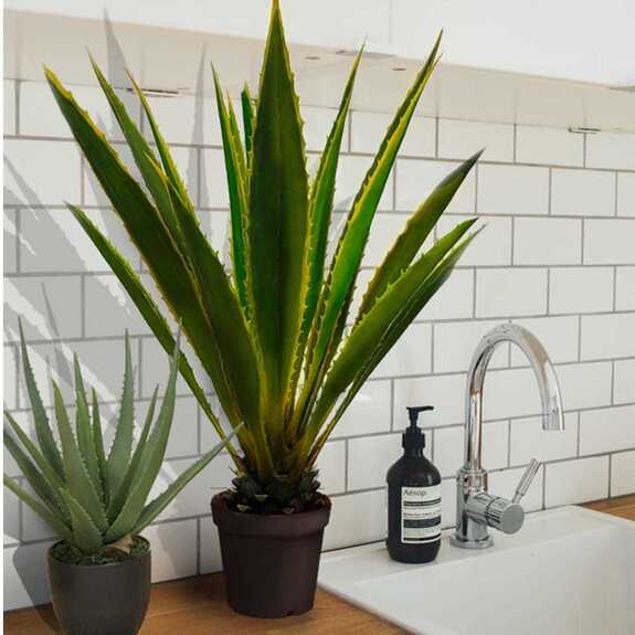 Hrnková rostlina -AGAVE AMERICANA GD4033