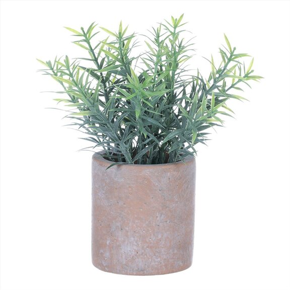 Rozmarýn v obalu, terakotový obal SG7332