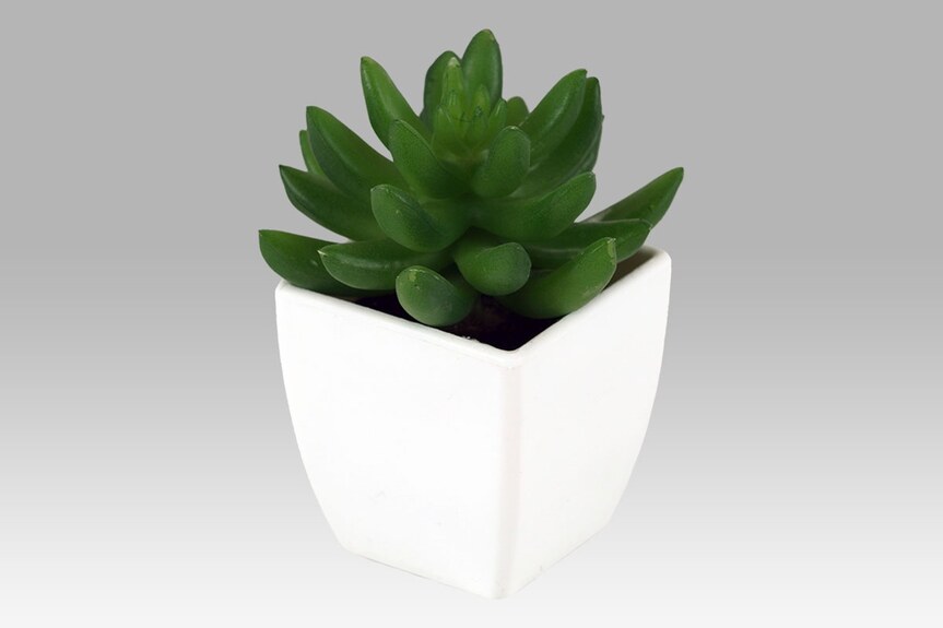 Sukulent v plastovém obalu. NL0014