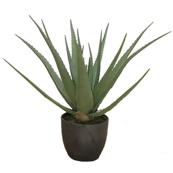 Hrnková rostlina - Aloe L