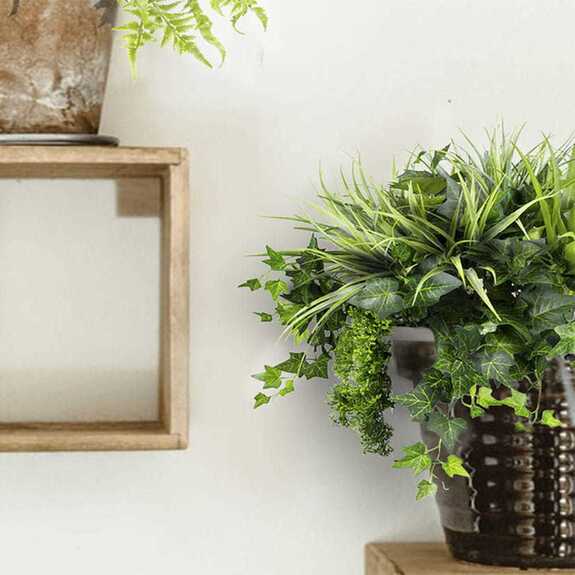 Výplň květináčů pro interiéry - Blue jay