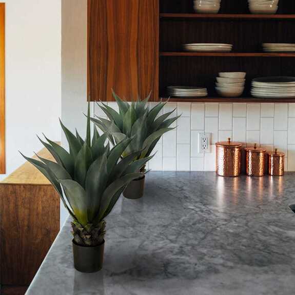 Hrnková rostlina -AGAVE PALMERI GD4052