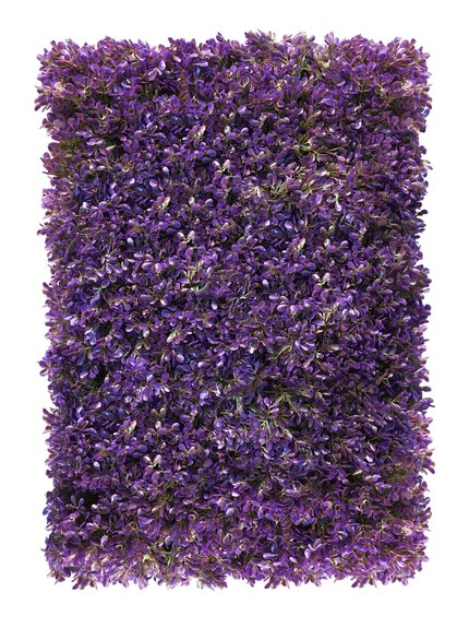 Vertikální zahrada Fialová fuchsie