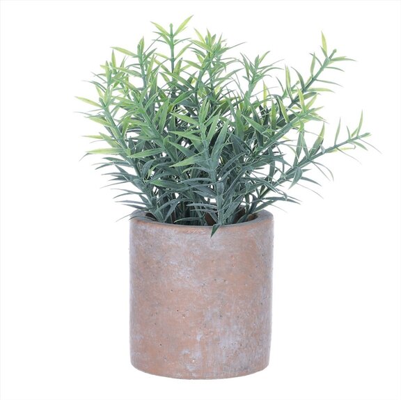 Rozmarýn v obalu, terakotový obal SG7332