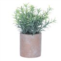 Rozmarýn v obalu, terakotový obal SG7332