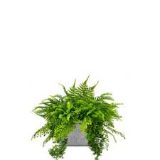 Výplň květináčů pro interiéry - Ibis