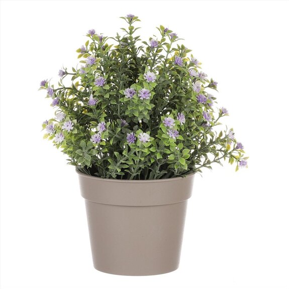 Tráva kvetoucí v plastovém bílém obalu SG7333