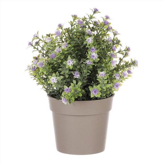 Tráva kvetoucí v plastovém bílém obalu SG7333