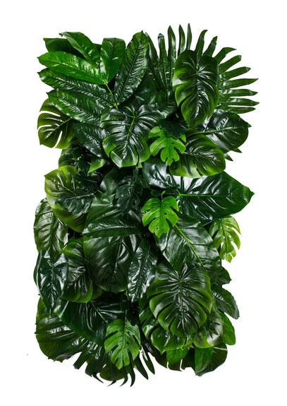 Vertikální zahrada Monstera Madness