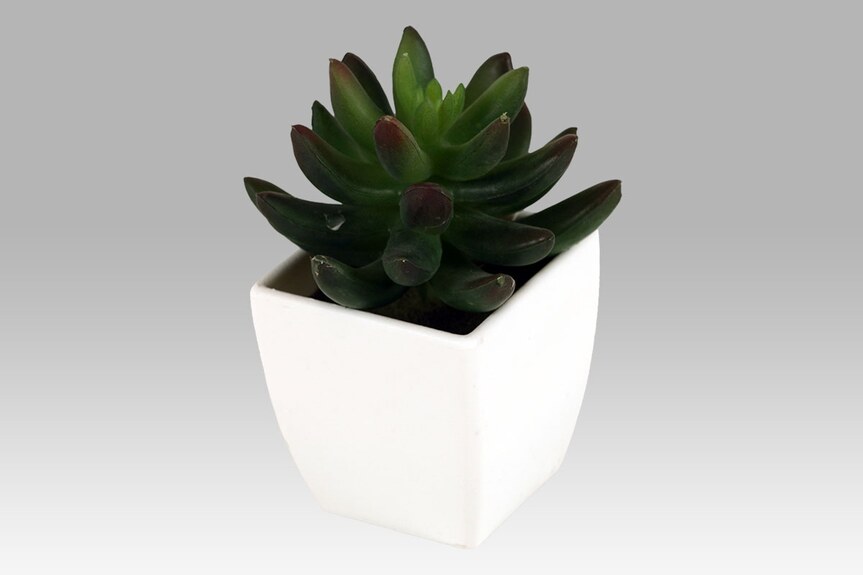 Sukulent v plastovém obalu NL0013