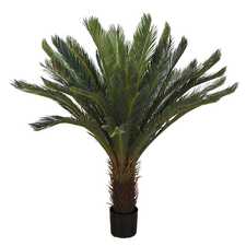 Hrnková rostlina -CYCAS DELUXE