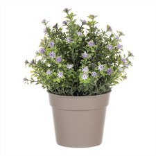 Tráva kvetoucí v plastovém bílém obalu SG7333