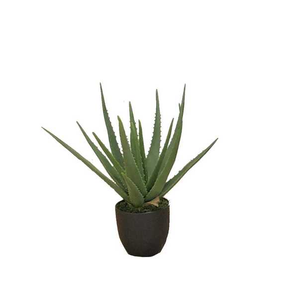 Hrnková rostlina - Aloe M