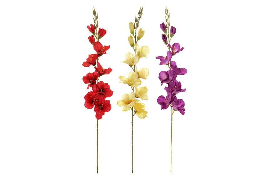 Gladioly, mix 4 barev KN6112 4 ks