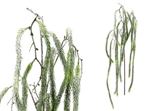 Větev převislá SG6065.  Květina umělá plastová.