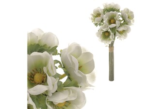 Puget 6 anemónek KUM3414