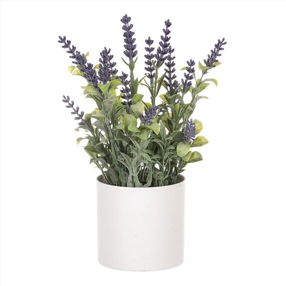 Levandule v obalu, bílý plastový obal SG7327