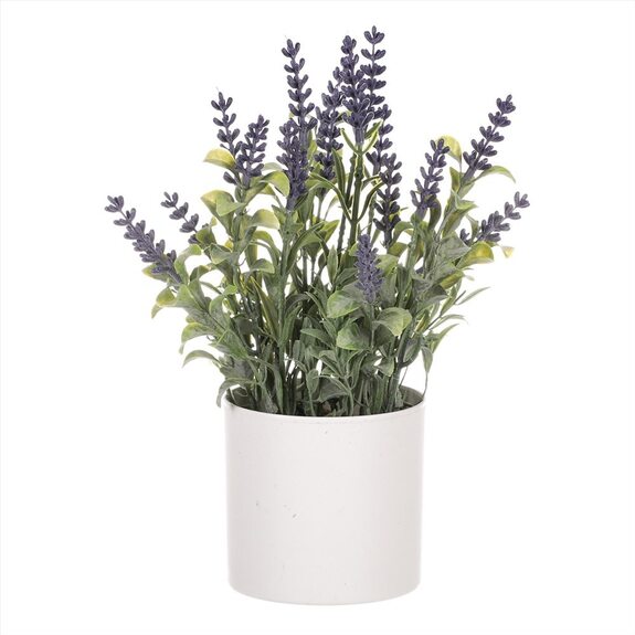 Levandule v obalu, bílý plastový obal SG7327