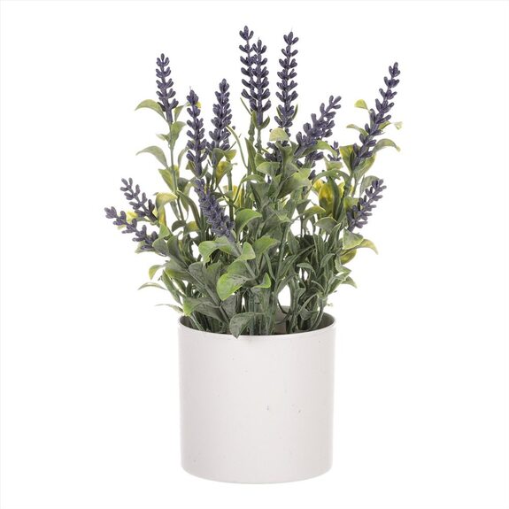 Levandule v obalu, bílý plastový obal SG7327