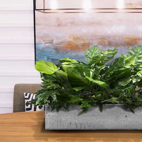 Výplň květináčů pro interiéry - Las palmas