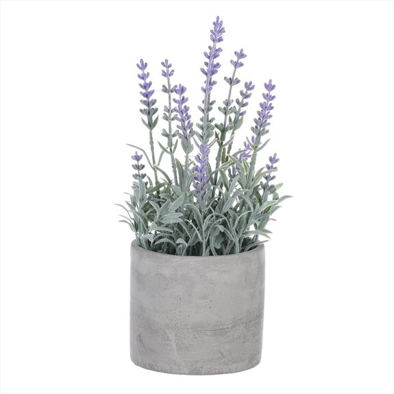 Levandule v obalu, šedivý betonový obal SG7329
