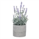 Levandule v obalu, šedivý betonový obal SG7329