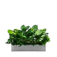 Výplň květináčů pro interiéry - Las palmas